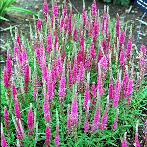 Veronica spicata 'Red Fox', Spike Speedwell 'Red Fox', Red Flowers,Red flower spikes, Pink Flowers, Pink flower spikes